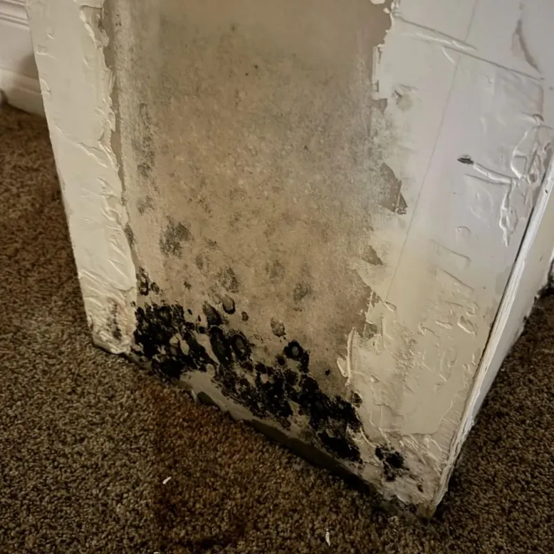 Professional Mold Removal in Texas City, TX
